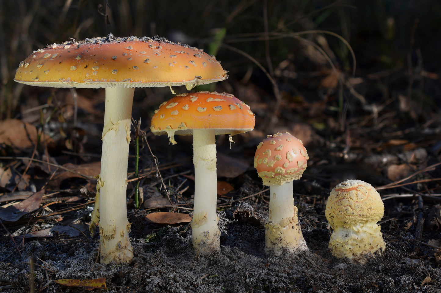 Amanita persicina Metal Poster