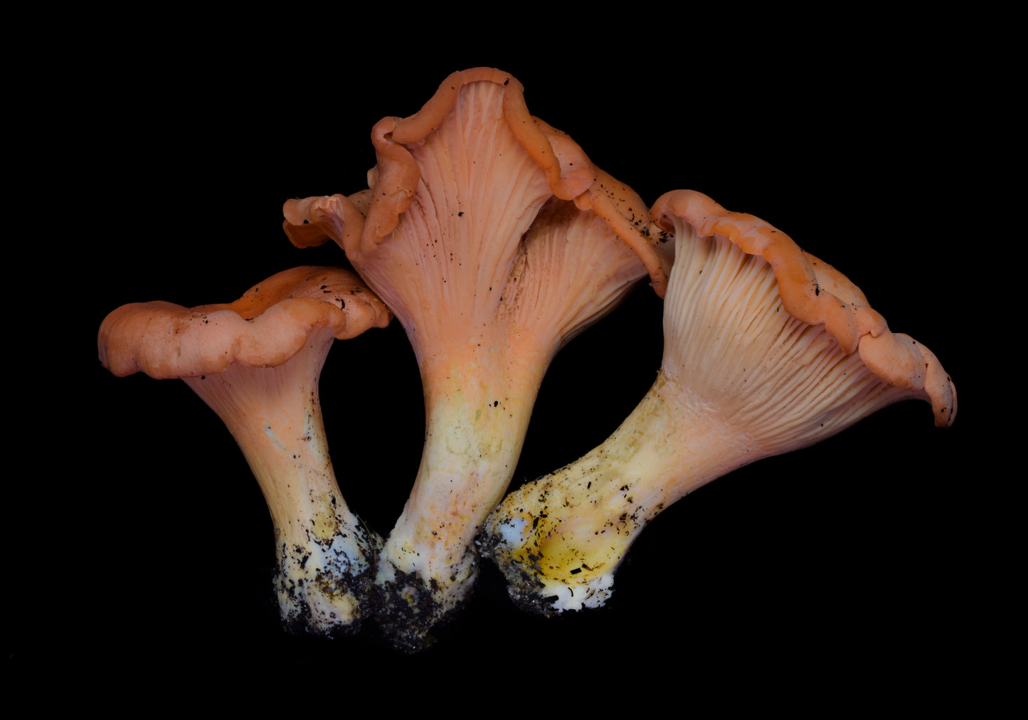 Cantharellus coccolobae Metal Poster