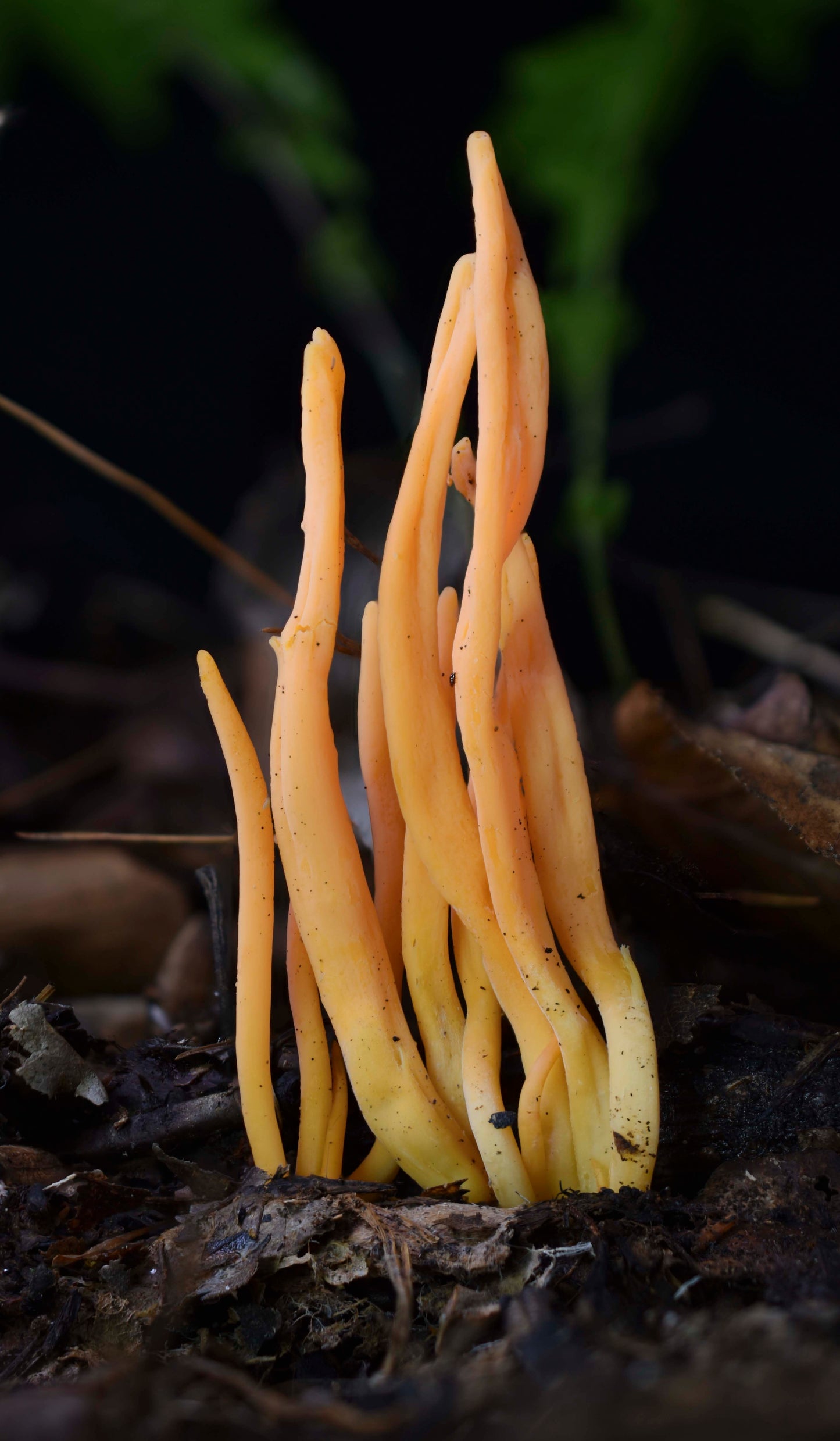 Clavulinopsis aurantiocinnabarina Metal Poster