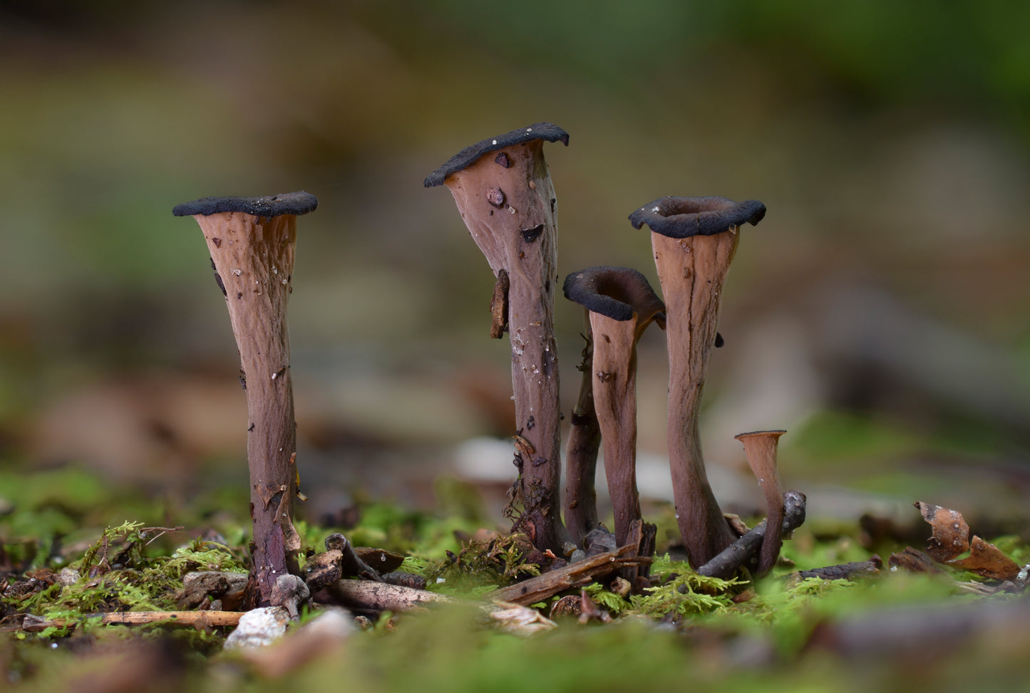 Craterellus fallax Metal Poster