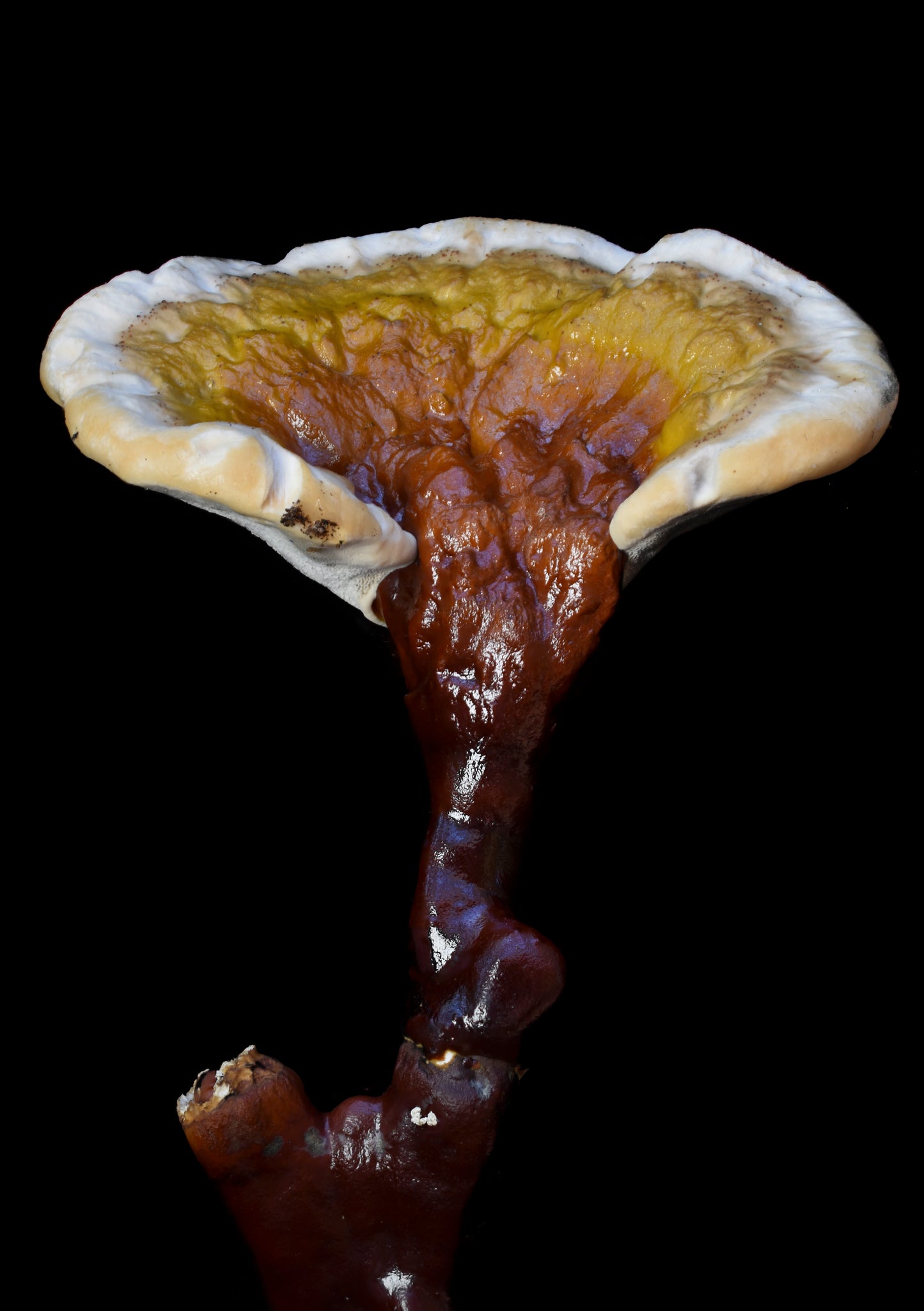 Ganoderma sessile Metal Poster