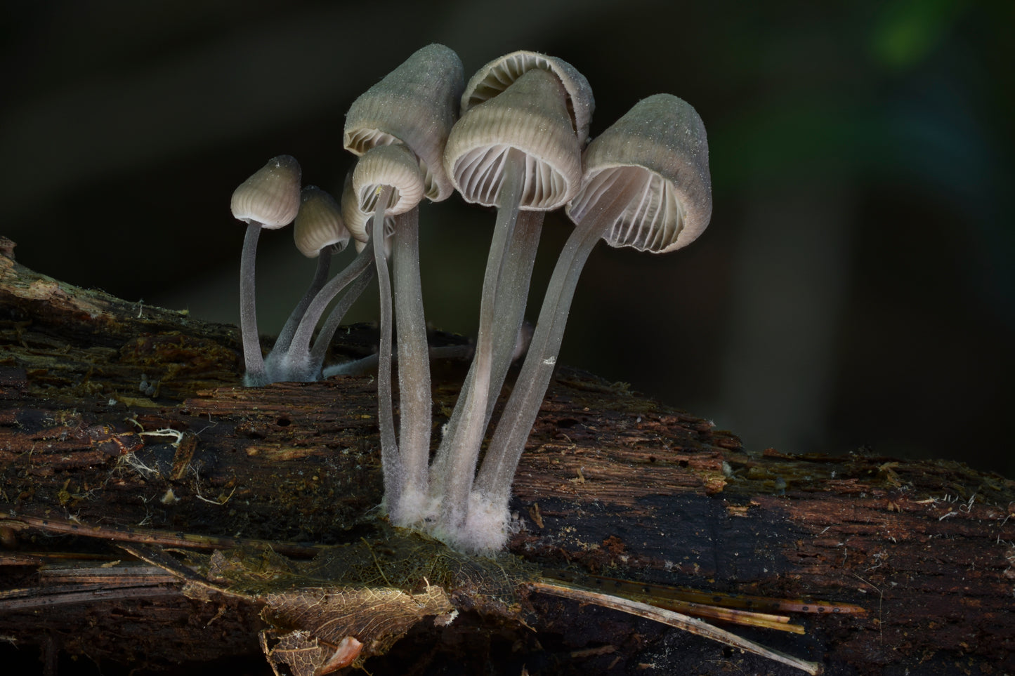 Mycena sp-NC01 Metal Poster