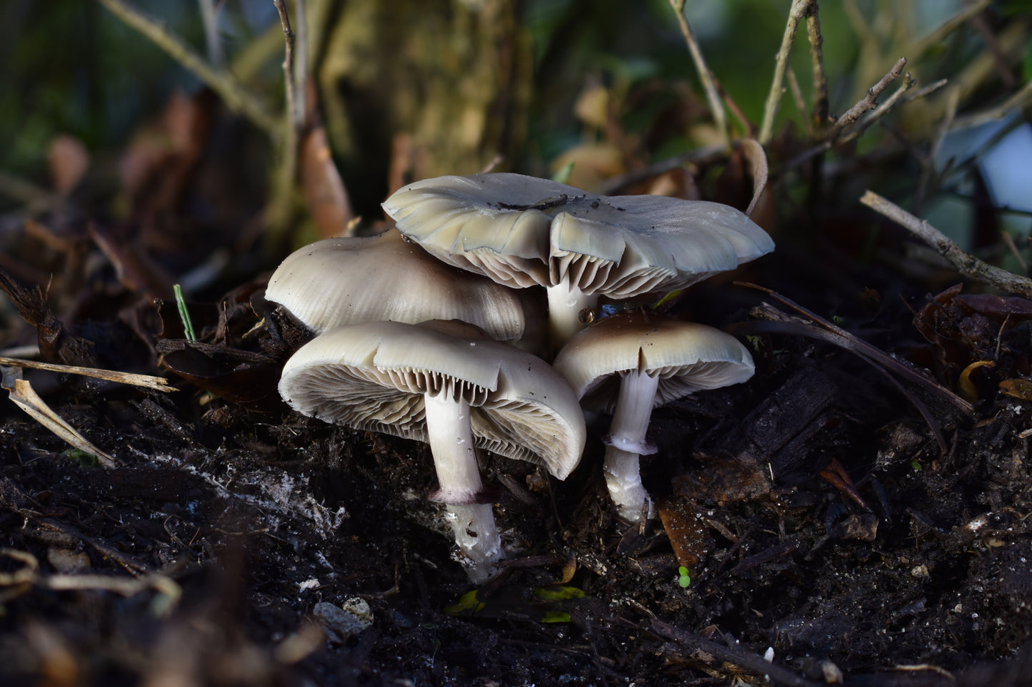 P. niveotropicalis Metal Print #1