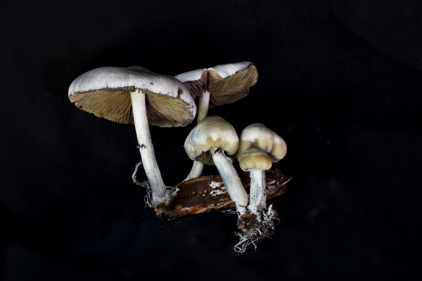 P. niveotropicalis Metal Poster #3