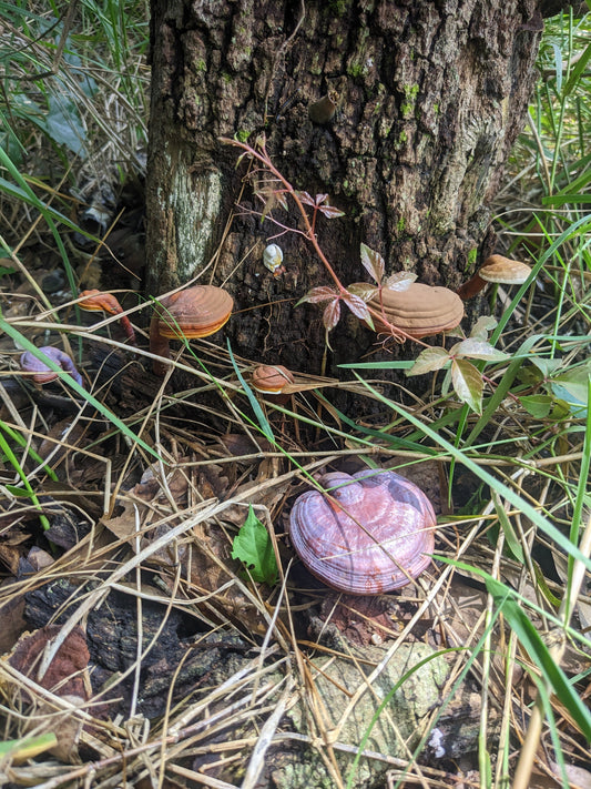 Florida Reishi: How to identify Ganoderma in Florida