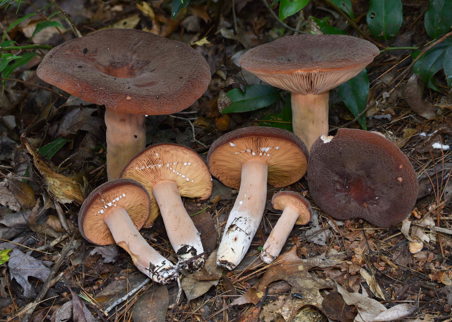 Lactifluus corrugis Metal Poster
